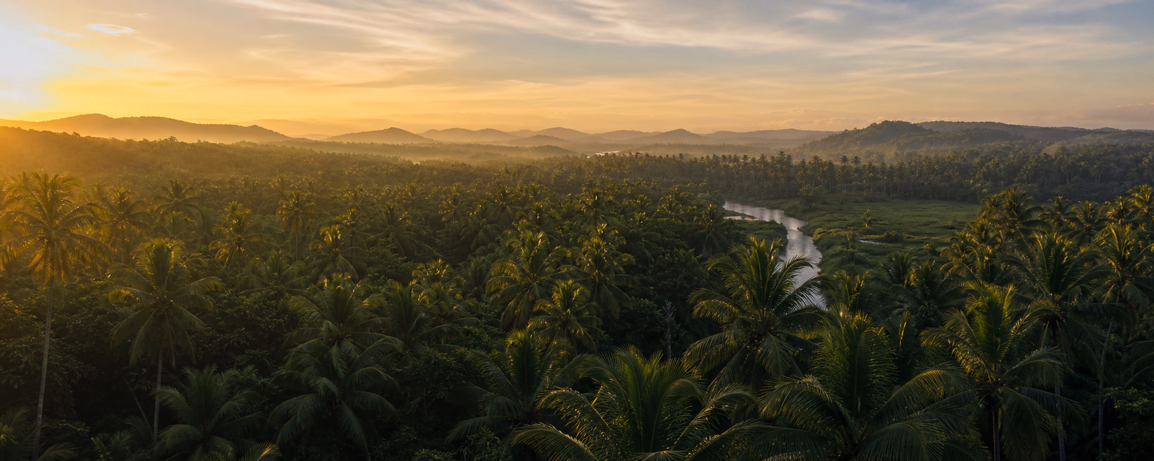 Kerala coconut grove at the beginning of the .CO product journey